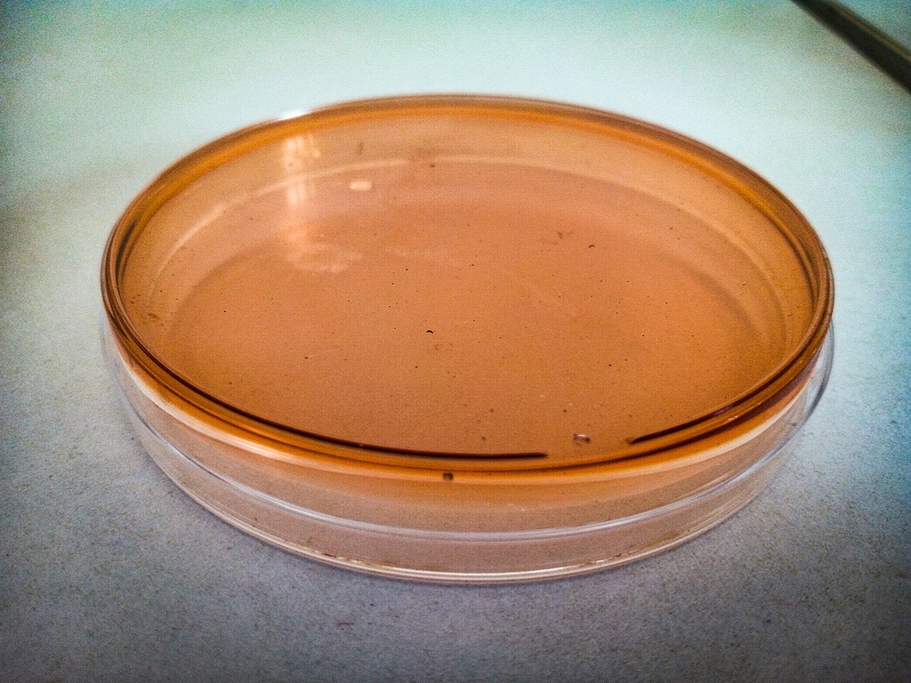 Microbiology Culture Media